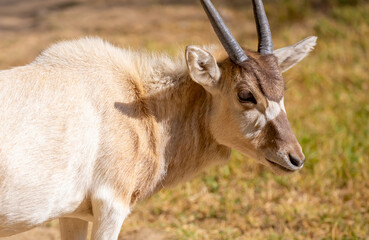 Fototapeta premium Addax (addax nasomaculatus) antelope close up head shot with horns