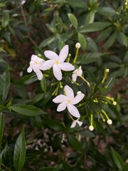 Fototapeta premium White Jasmine Flowers Blooming in Green Garden