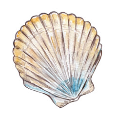 Fototapeta premium Watercolor seashell illustration isolated, underwater animals ocean.