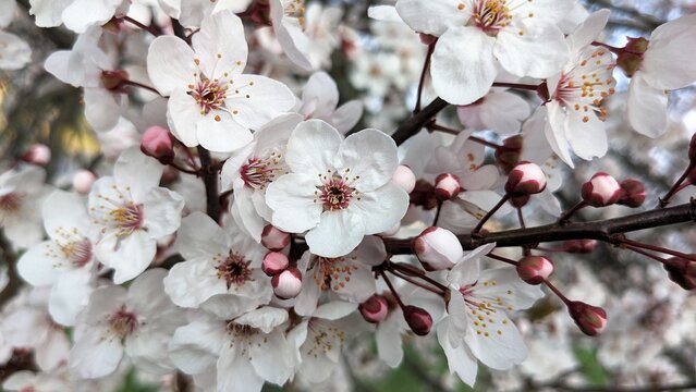 almond flowers
