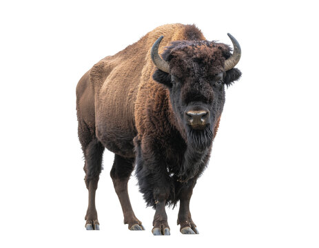 Brown american bison standing and facing camera with shaggy fur and curved horns