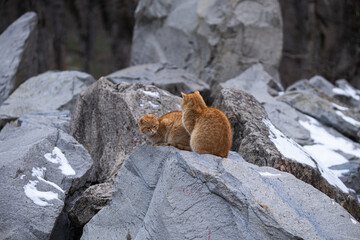 Two ginger cats on the rocks