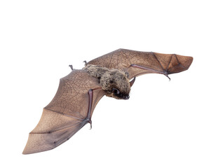 Obraz premium Brown bat in mid-flight with textured leathery wings and furry head