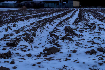 Uprawione ( zaorane) pole zimowym wieczorem, łapie śnieg w bruzdy zapewniając wodę przyszłym uprawą © Grzegorz