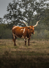 Texas Longhorn Cattle Standing in Pasture with Large Curved Horns