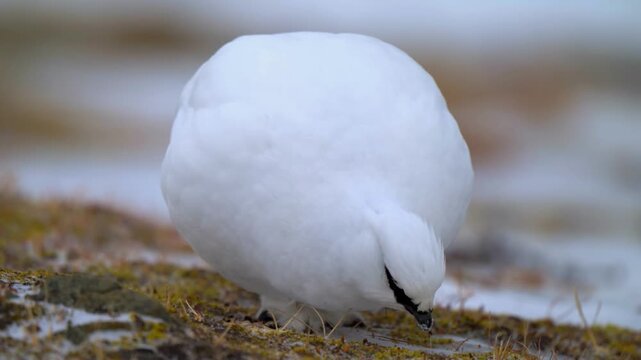 A white ptarmigan bird with pure white plumage foraging in a snowy, rocky environment