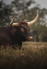 Texas Longhorn Cattle Resting in Pasture on Ranch
