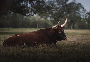 Texas Longhorn Cattle Resting in Open Pasture Landscape
