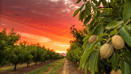 Walnut orchard plantation