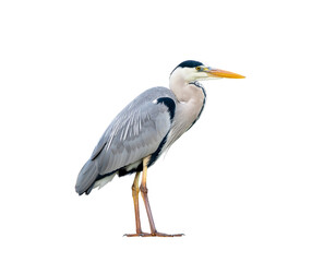Obraz premium Great blue heron standing with long yellow legs and sharp orange bill