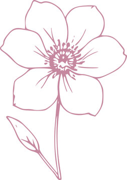 Spring Flower Graphic illustration 