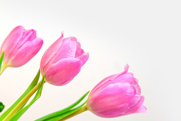Fototapeta premium Pink tulips close-up on light background