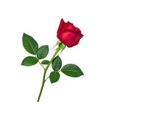 Obraz premium Fresh red rose bud with green stem and leaves