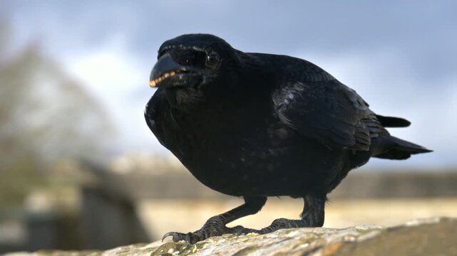 Carrion Crow (Corvus corone) eating seeds from the top of a stone wall, collecting many in its beak before swallowing. January, Kent, UK [Slow motion x4]