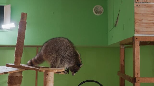 raccoon exploring wooden play platform inside green room, agile nocturnal mammal climbs posts and sniffs perches, playful independent behavior on cattree structure, ringed tail and whiskers visible,