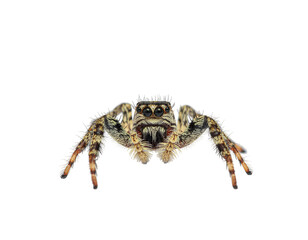 Fototapeta premium Jumping spider with hairy brown and cream markings facing the camera