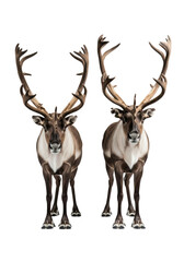 Fototapeta premium Two powerful male caribou, detailed velvet antlers and textured winter fur, standing in a clinical high-key studio against a transparent backdrop, alert gaze. Concept of professional wildlife