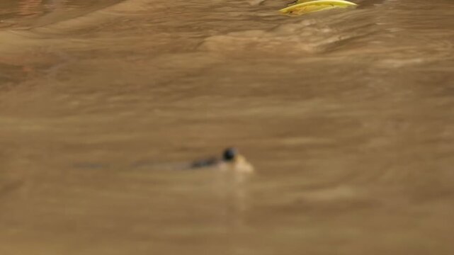 The uniqueness of the mudskipper fish lies in its ability to live in water and on land, making it an amphibious fish that can "walk" and "climb" mangrove roots.