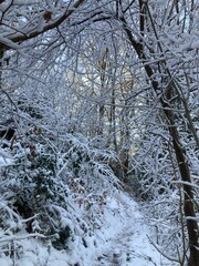 Winter im Wald mit Raureif am Weg im Sonnenaufgang 