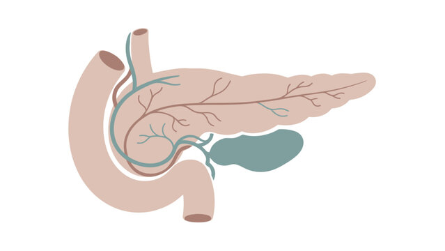 Illustration of the human pancreas and duodenum