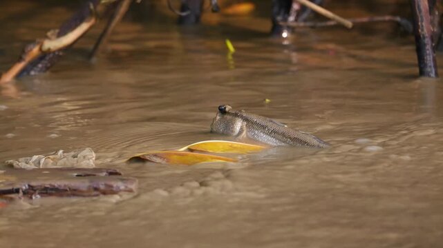 The uniqueness of the mudskipper fish lies in its ability to live in water and on land, making it an amphibious fish that can "walk" and "climb" mangrove roots.