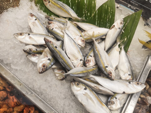 Top-down view of a pile of yellowtail scad on a pile of ice and decorated with pandan leaves. Fresh yellowtail scad, selaroides leptolepis, is displayed at a traditional fish market stall.