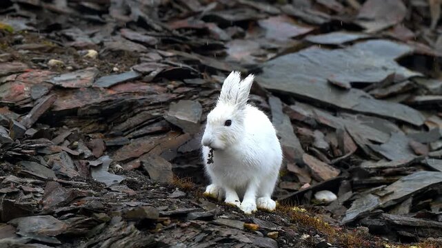 Arctic hare in white winter fur sits on rocky terrain eating vegetation