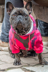 Hund schaut interessiert