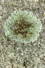 Landkartenflechte  auf einem Stein