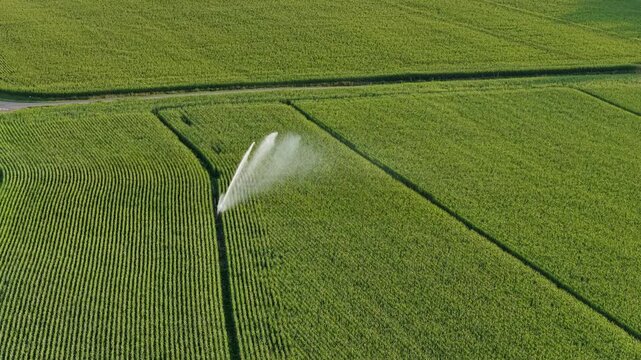 Industrial irrigation of a cornfield. Water waste on corn monoculture in France in summer.