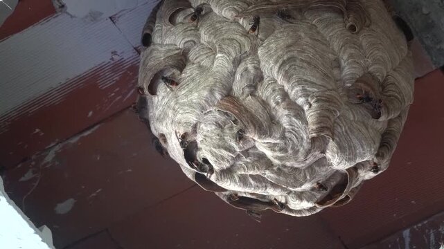 Active Asian hornet nest on a warehouse roof, with hornets flying around. Invasive species infestation in progress.