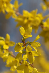 A closeup of delicate yellow flower petals bathed in warm spring light, capturing the vibrant bloom...