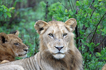Obraz premium Closeup of a young male Lion facing the viewer, Sabi Sands, South Africa 