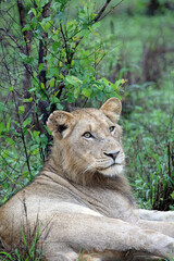Obraz premium Closeup of a young male Lion relaxing against a bush, Sabi Sands, South Africa 