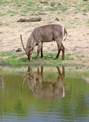 Fototapeta premium Male Waterbuck reflected in a waterhole, Sabi Sands, South Africa 