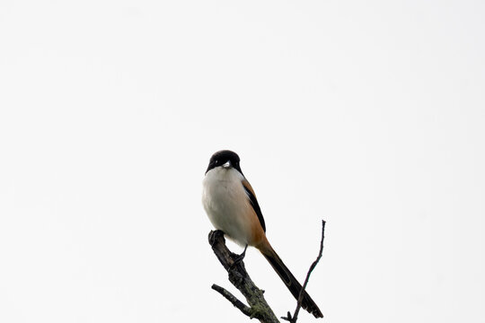 great tit parus major
