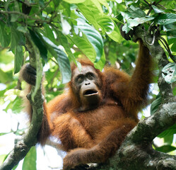 Fototapeta premium Low angle view of a full body orangutan in the Borneo rainforest
