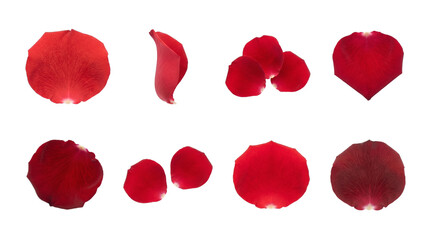 Red rose petal set including single curled, and grouped variants isolated. Romantic floral decoration for weddings and Valentine's Day.