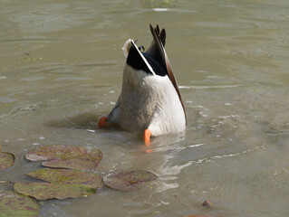 A duck diving in a pond, its head submerged, while its body is visible. Water lilies are seen floating on the surface of the pond.