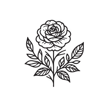 Beautiful rose flower minimal monochrome line drawing simple delicate botanical nature illustration graphic