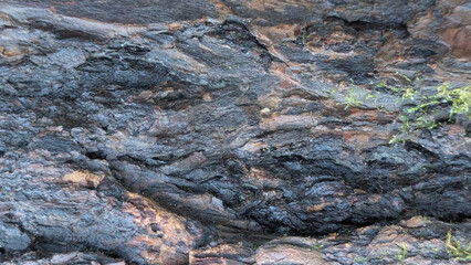 Old rough tree bark with green moss texture background