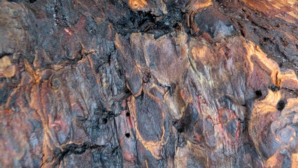 Rough bark texture on a wet log