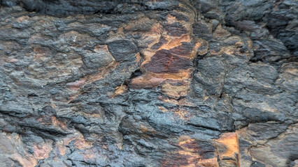 Rough texture on a wet fallen log, background