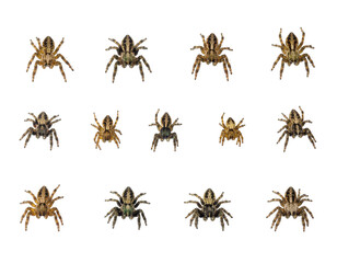 Diverse jumping spiders trapped in zigzag grid