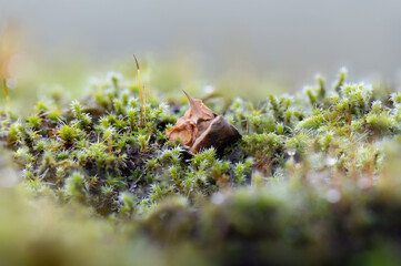 Nut shell piece nestled in wet moss