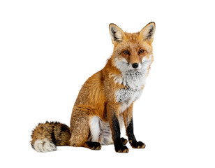 Fototapeta premium Young red fox sitting upright with fluffy tail and alert expression