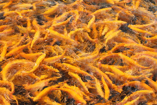 Golden and rainbow trout in the pond