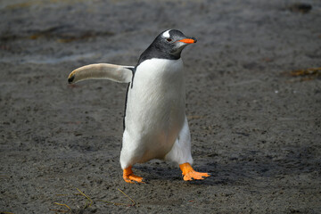 Obraz premium A Southern Gentoo penguin (Pygoscelis papua ellsworthi) walks across muddy ground with an outstretched wing.