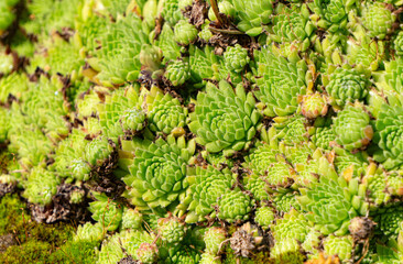 Green sempervivum succulent plant in the garden