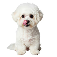 Obraz premium Playful white puppy isolated on transparent background